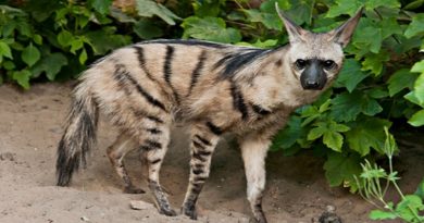 aardwolf