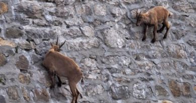 Alpine Ibex