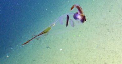 Amazing Cockatoo Squid