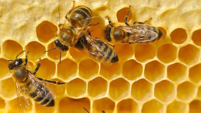 Bee Populations