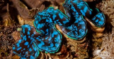 Giant Clams