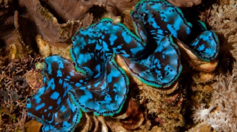 Giant Clams