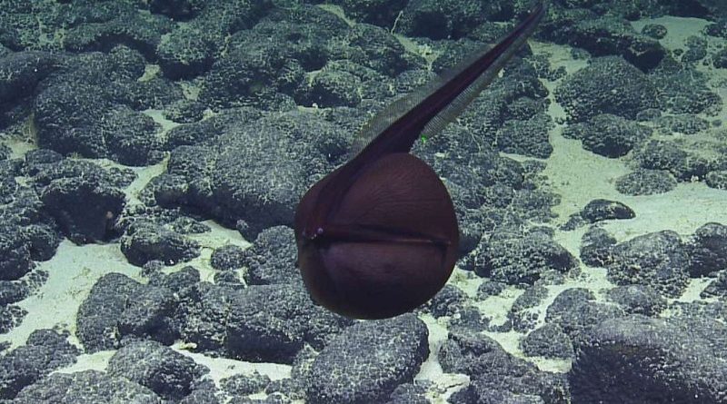 Gulper Eel