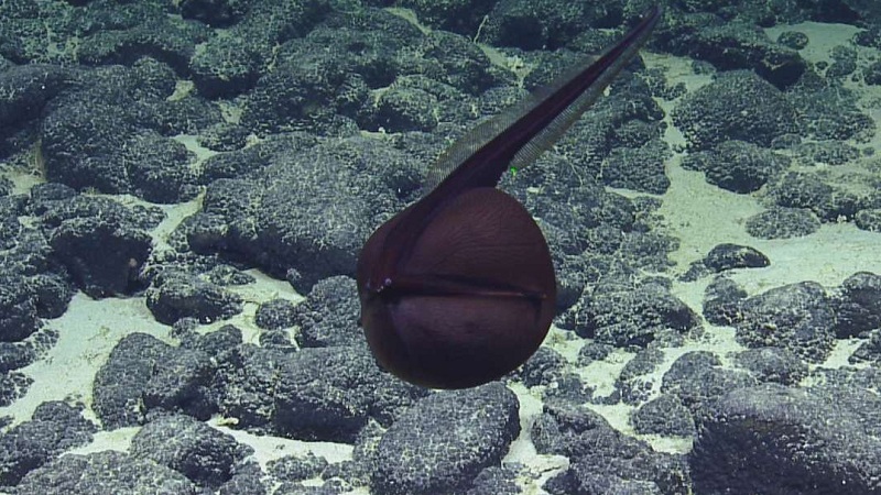 Gulper Eel