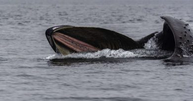 Humpback Whales in Canada