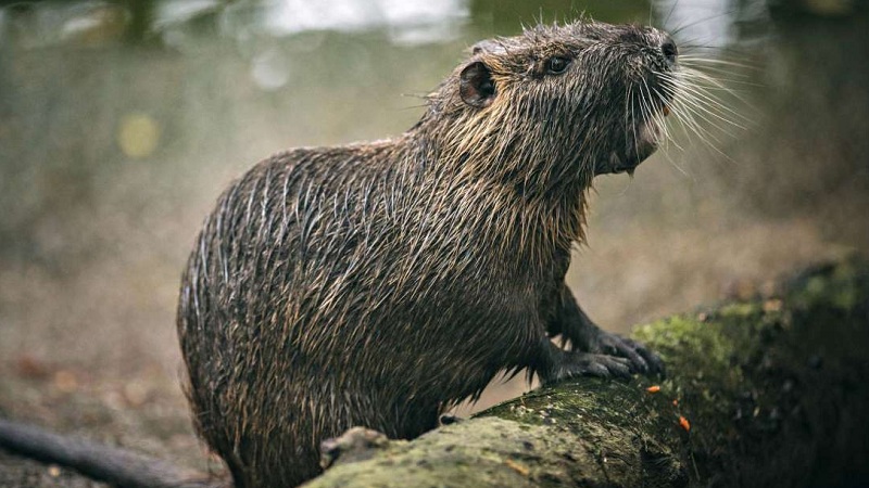 nutria