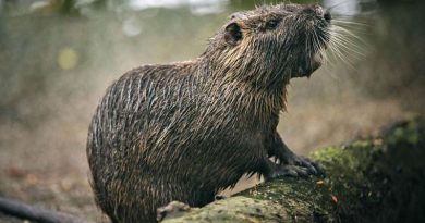 nutria