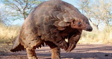 Pangolins