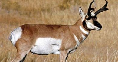 Pronghorns