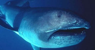 Rare Megamouth Shark