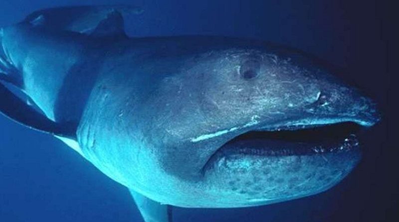 Rare Megamouth Shark