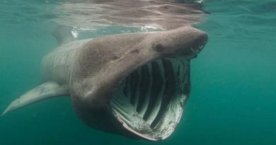 Basking Sharks