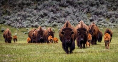 bison