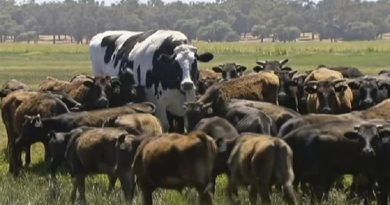 giant cow