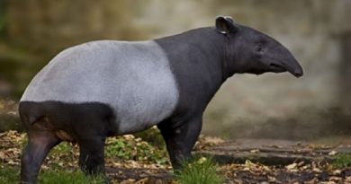 Malayan Tapir