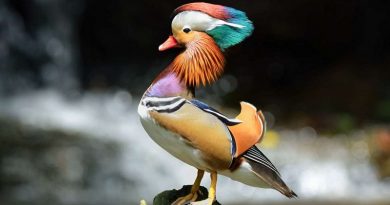 Mandarin Ducks