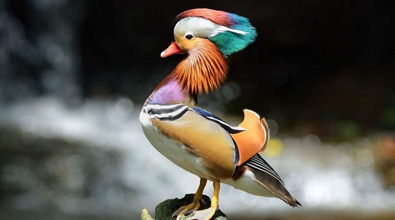 Mandarin Ducks