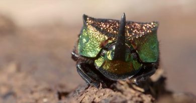 Beautiful Beetle