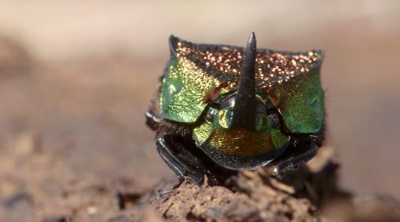 Beautiful Beetle