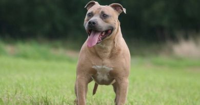 Staffordshire Bull Terriers