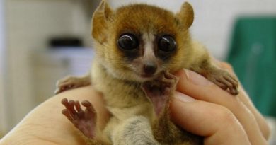 tiny lemurs