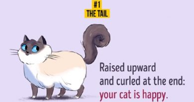 understand your cat better