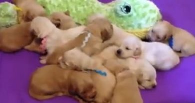Napping Pups