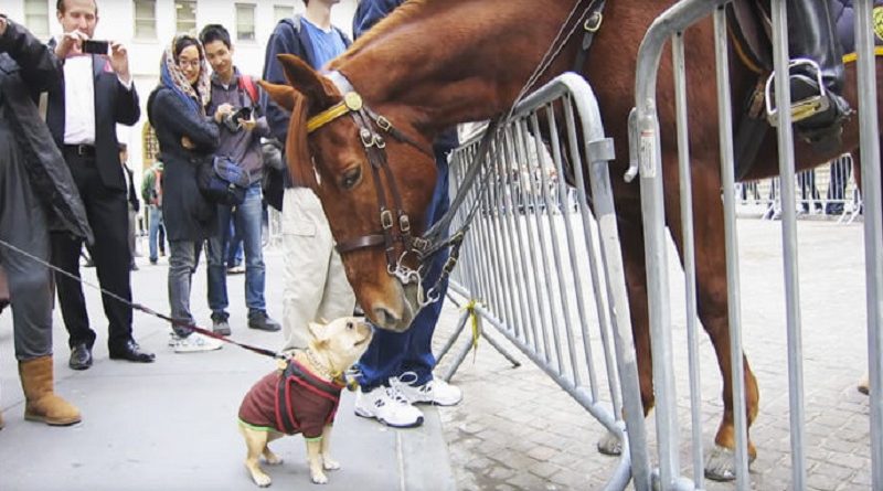 Puppy Met A Horse