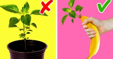 20 UNBELIEVABLE PLANT LIFE HACKS YOU SHOULD TRY AT LEAST ONCE