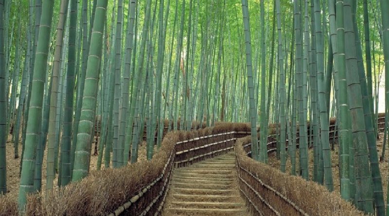 Arashiyama, Kyoto