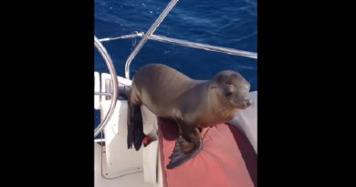 Baby Sea Lion