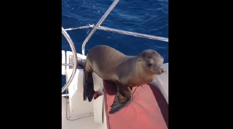 Baby Sea Lion