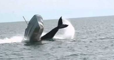 Breaching Whales Hit Boats