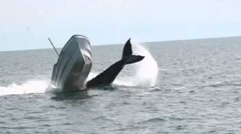 Breaching Whales Hit Boats