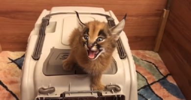 Caracal Screams