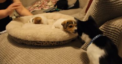 Cat meeting the puppies