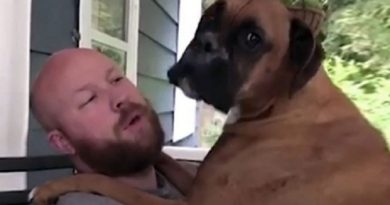 Dad Asks His Boxer