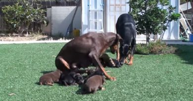 Doberman mom