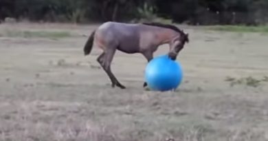 Funny Horse Videos