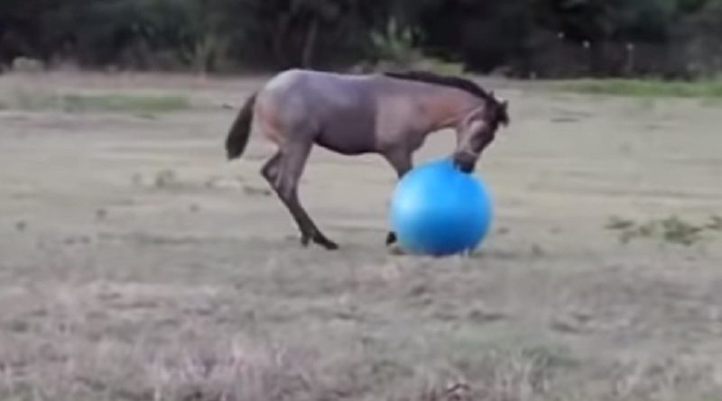 Funny Horse Videos