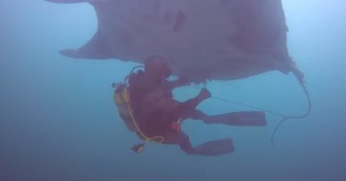 Giant Manta Ray