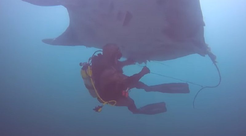 Giant Manta Ray