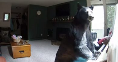 Hidden Camera Captures Bear