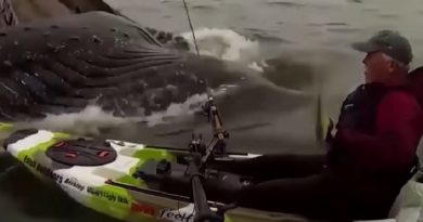 Humpback Whales Swimming