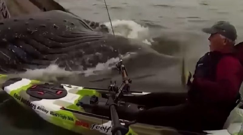 Humpback Whales Swimming