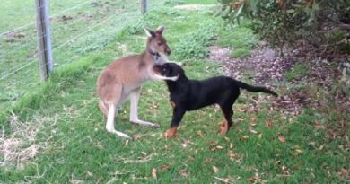 Kangaroo and Dog