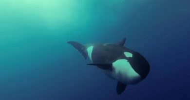 Killer Whales Playing Underwater