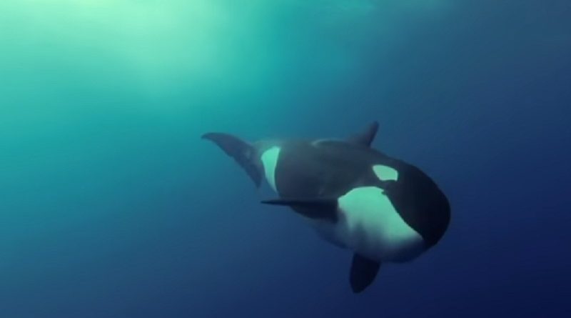 Killer Whales Playing Underwater