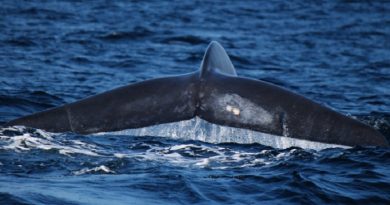 Largest Blue Whale