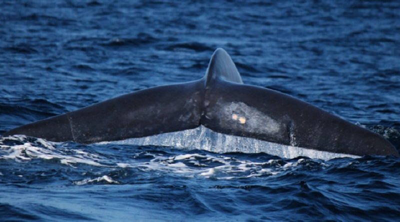 Largest Blue Whale